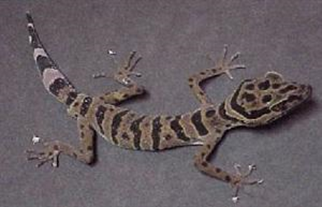 Malaysia2